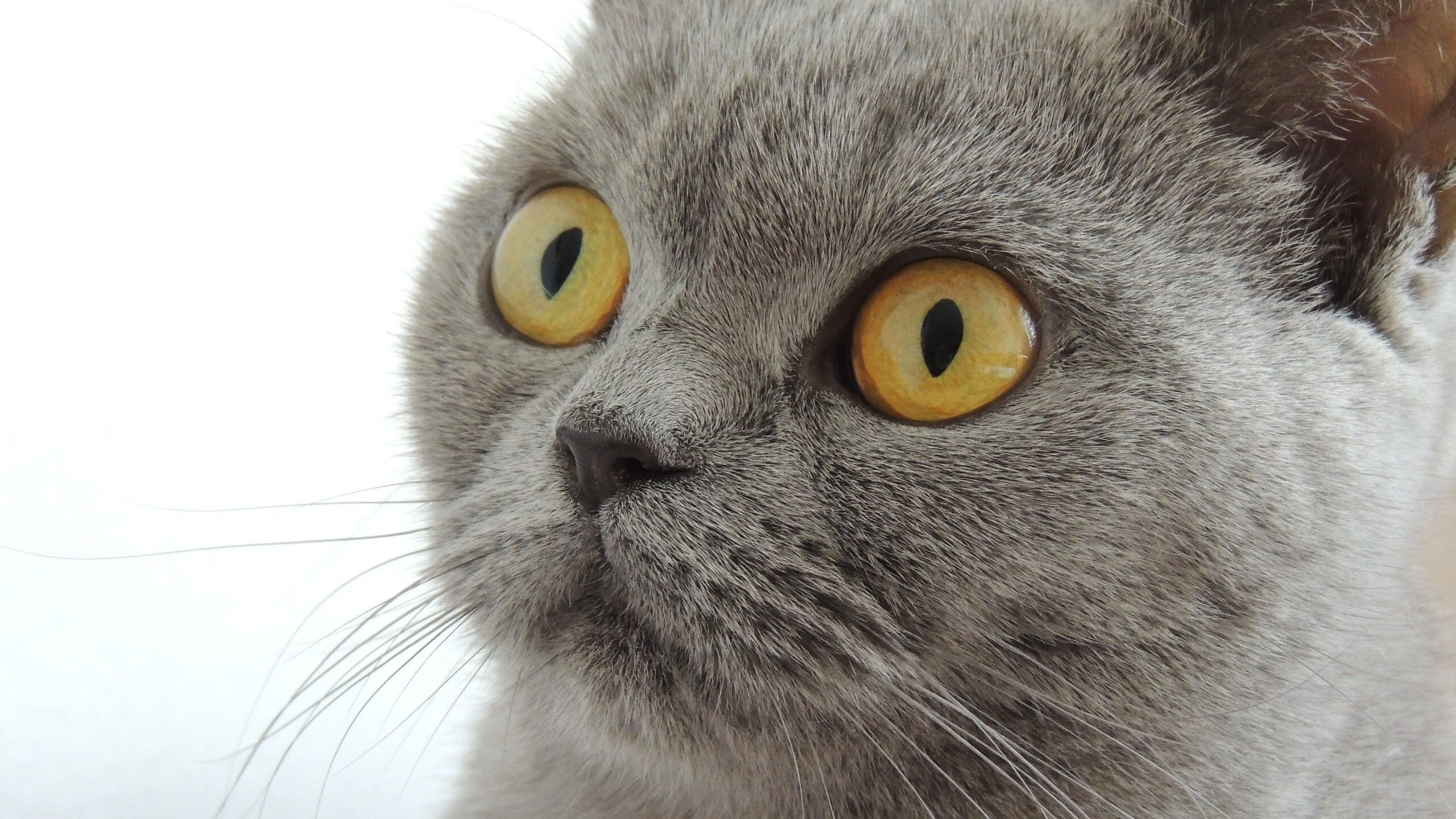 “史诗级战役:联盟史上最激烈的总决赛”,联盟史上最精彩bo5